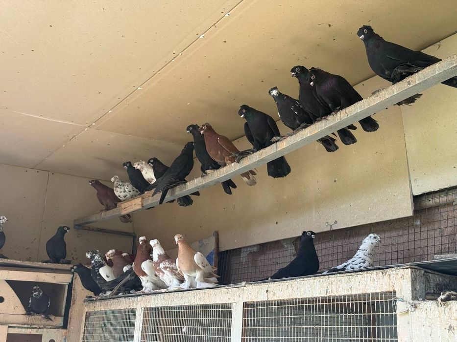 Каптарла сотилади кабутар, kaptar, голубь