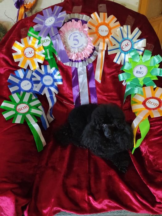 Вязка с Чемпионом Казахстана