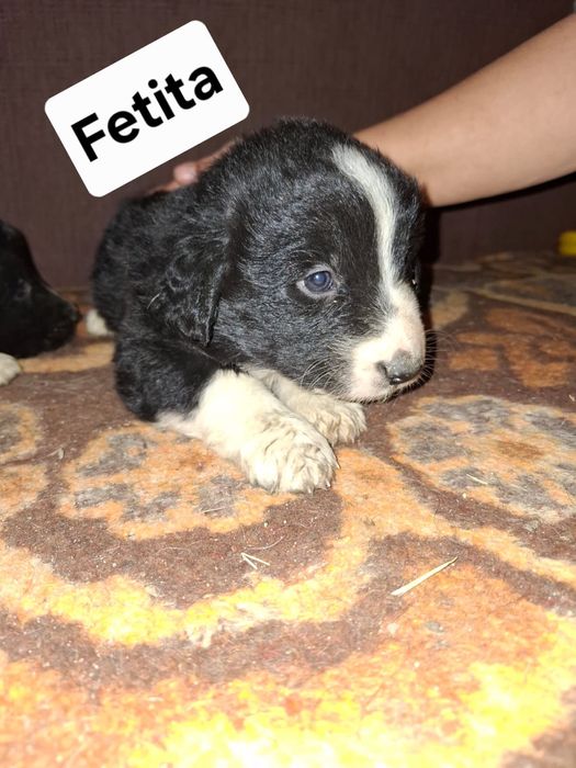 Căței de talie mare