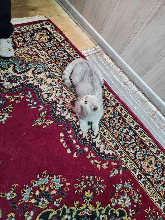 Срочна сотилади qapaslari bilan beriladi  Тоза британиский шин шила