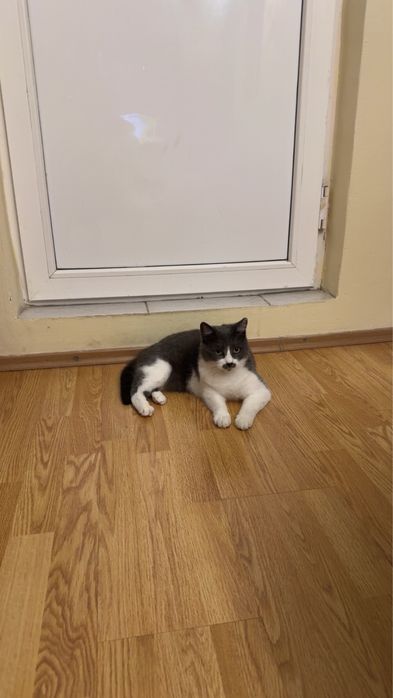 Pisica pentru adoptie