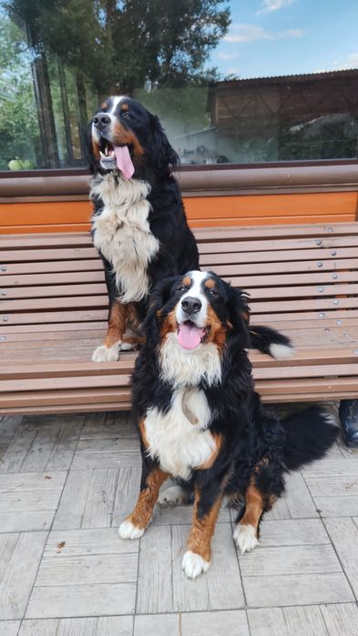 Щенки Бернского Зейнедхуда