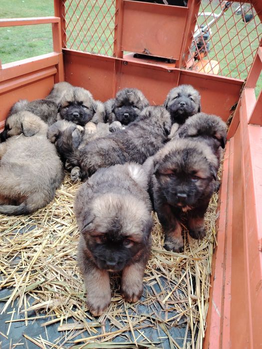 Pui Ciobanesc Caucazian crescuți la curte