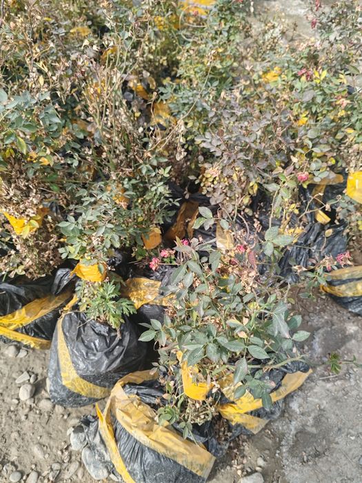 Манзарали дарахтлар, сасна, маживелник, гуллар сотувда.