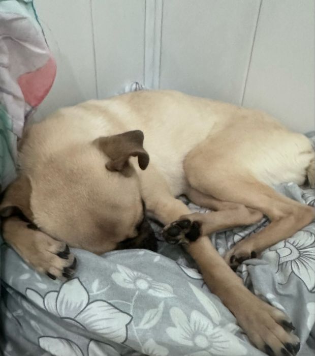 Пристраивается собачка чихуа плюс мопс