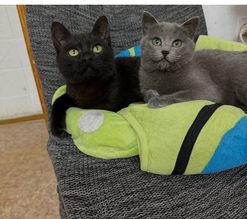 Срочно ищем хозяев для двух кошечек