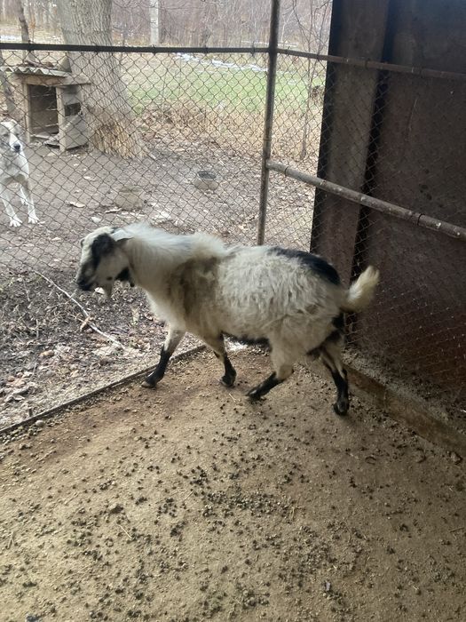 Теке сатылады.