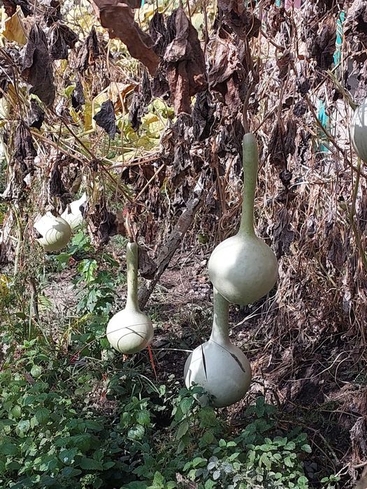 Срочно продам тыквы декоративные