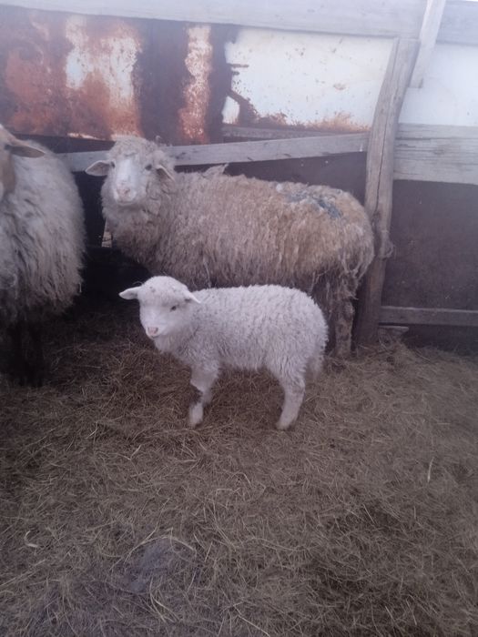 Продается овцы возрастные