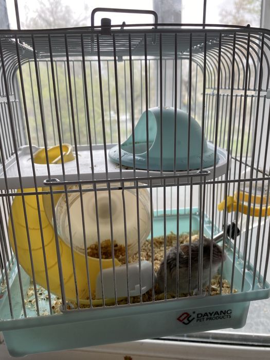 Продам хомяка джунгарика