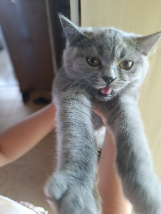 Британски котета