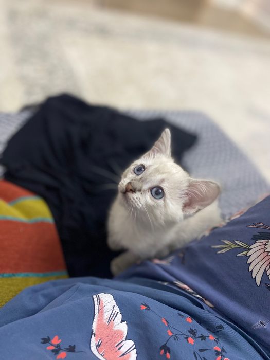 Продам котенка 2,5 месяца