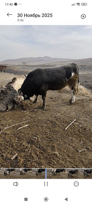 Продам Быка большого