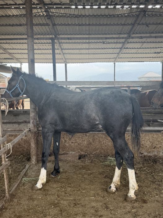 Сыйлыққа Тай Құнан англо араб