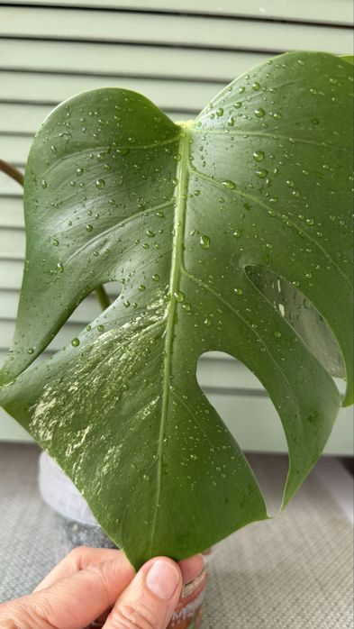 Монстера Альба, черенки