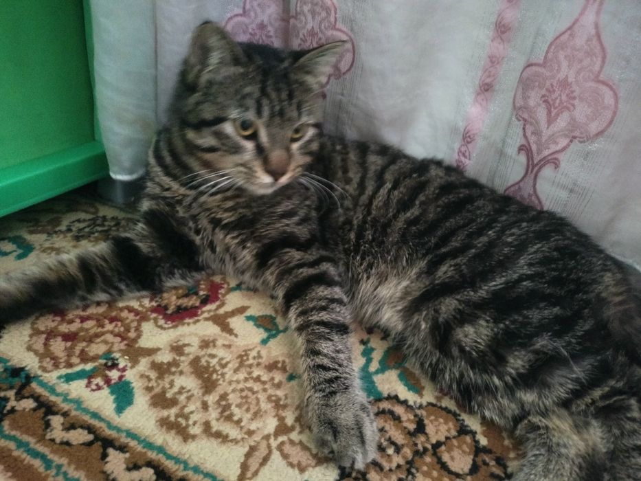 отдаем кошку сергели