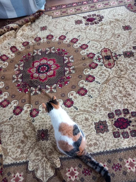 КИЛИМ персийски 280/320