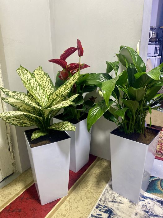 Голландские цветы ОПТОМ! Офисы, рестораны, гостиницы!!!