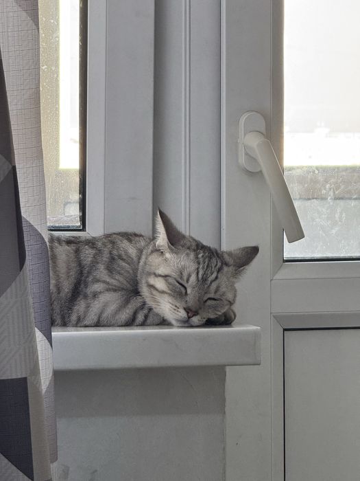 Отдаю кошку в добрые руки