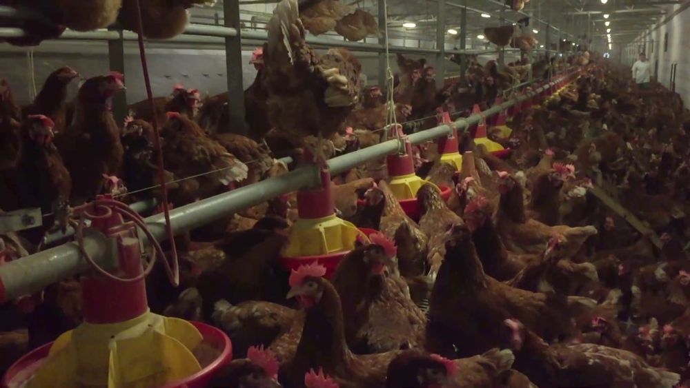 Gaini pentru oua tinere