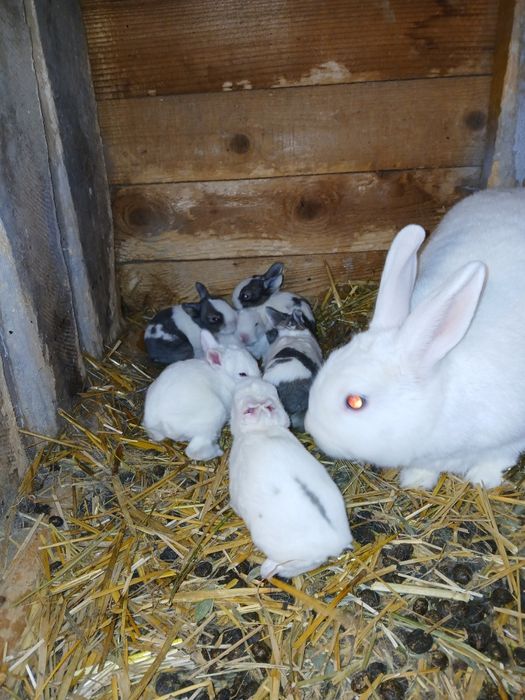 Iepuroaica +iepurasi rex pitic