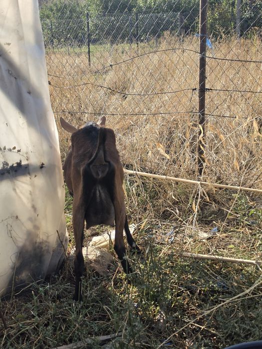 Capră cu lapte tânără Alpină