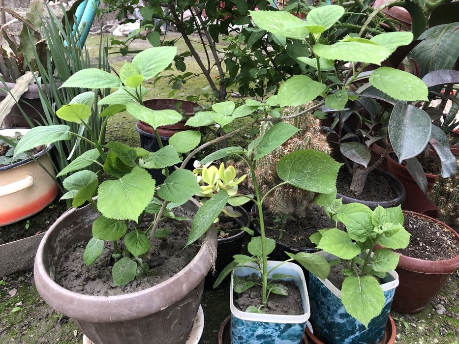 Гартензия сотилади