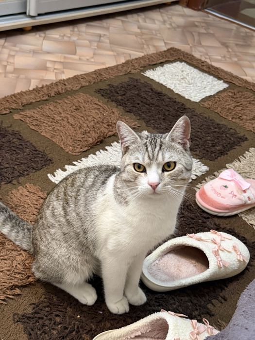 Отдам кота даром