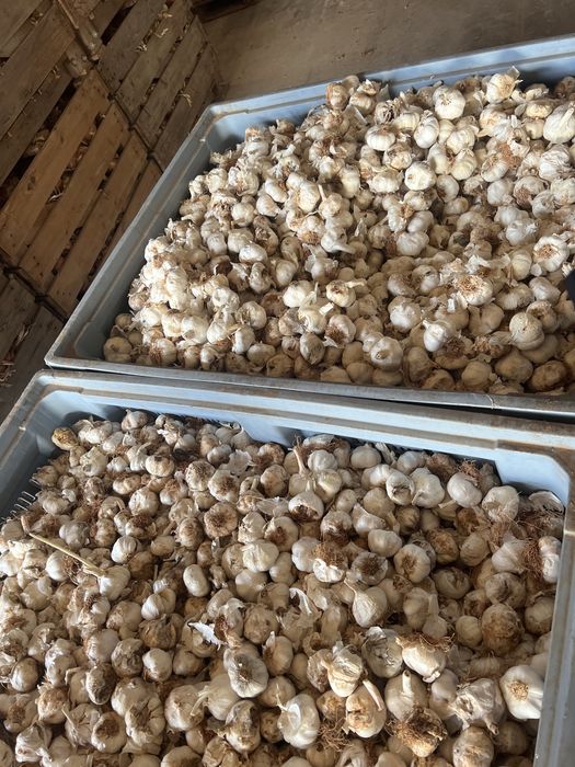 Usturoi de pus in pământ și de consum