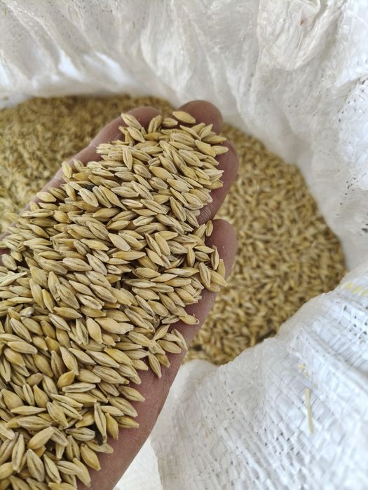 Orzoaică.de primăvară