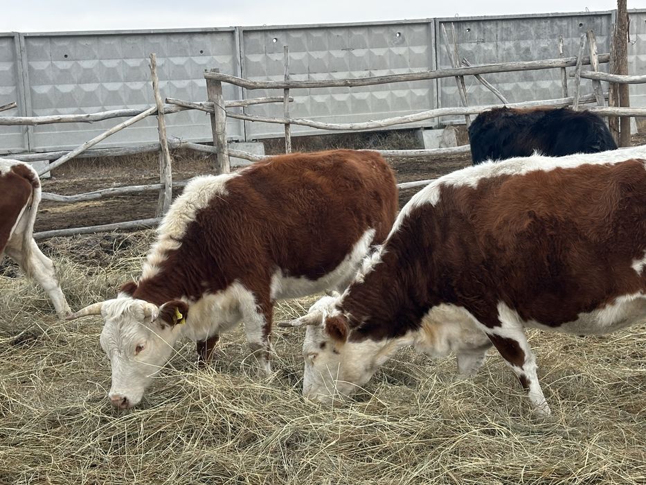 Жас ресейлік жұптың порно орманы