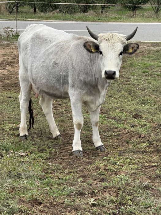 Крави сиво искърско