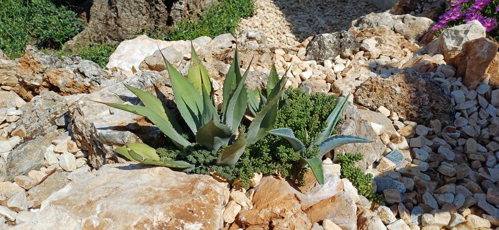 Изграждане и поддръжка на градини