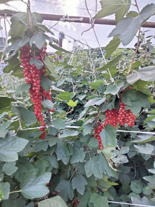 Саженцы красной смородины