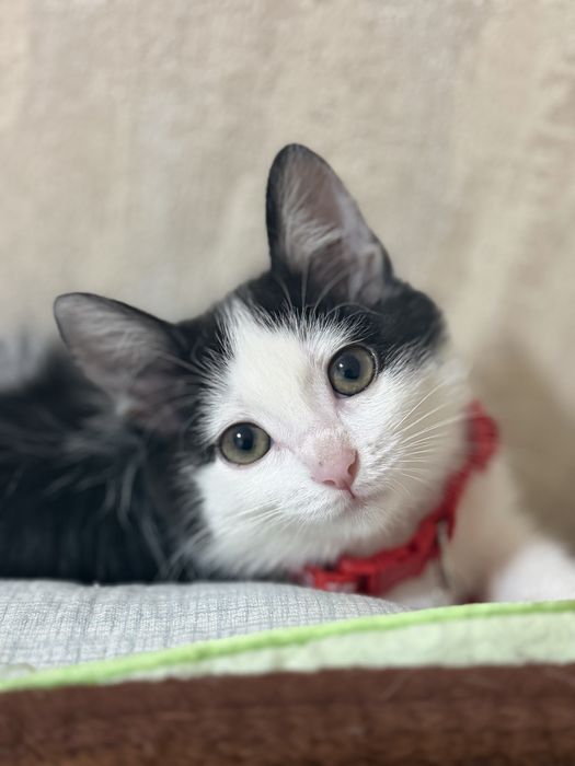 Отдаю котенка бесплатно