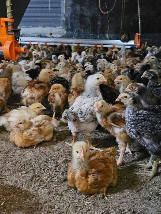 Pui de carne și rasa mixta