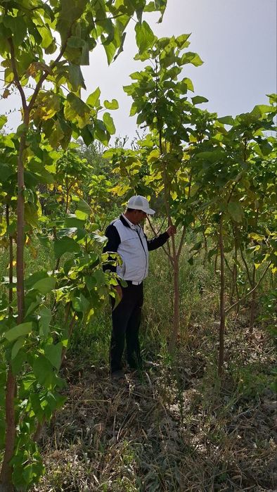 Сада кайрагоч Sada Qayragʻoch