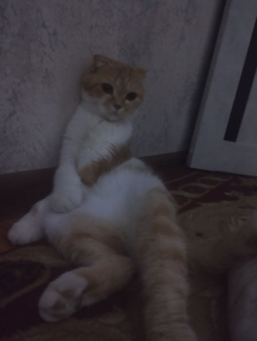 Срочно мушук сотилади