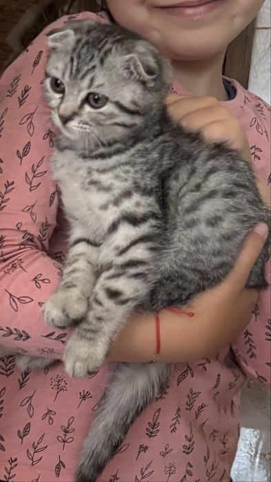 Pisicuta scottish fold