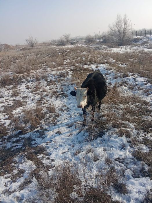 Кунажын сатылады саудасы бар
