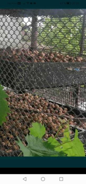 vând nuca în coaja