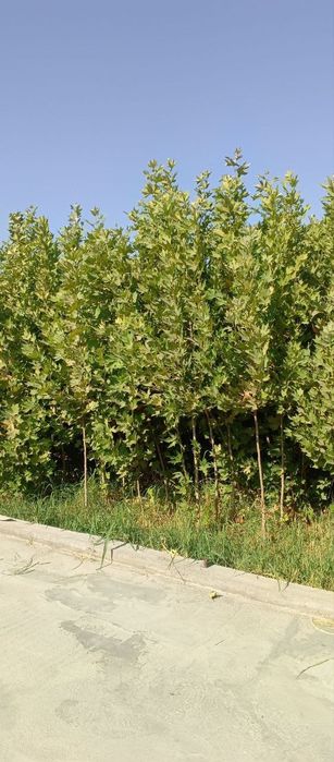 Чинор кучати Ташкентда