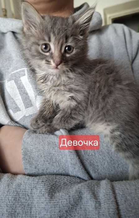 Котята(кошечка) бесплатно