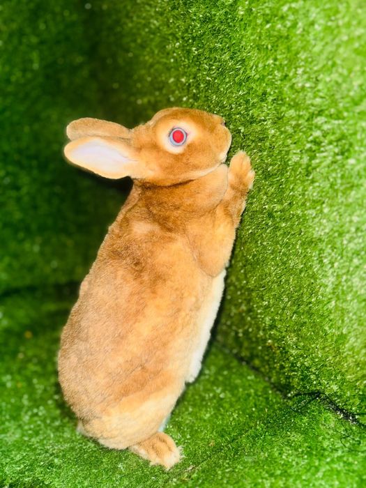 Мини, декор кролики продам