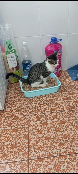Отдам в хорошие руки котика мальчик
