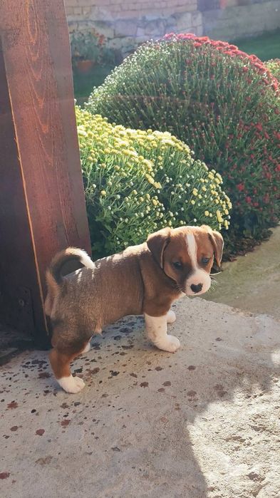 Кръстоска между дакел и джак ръсел