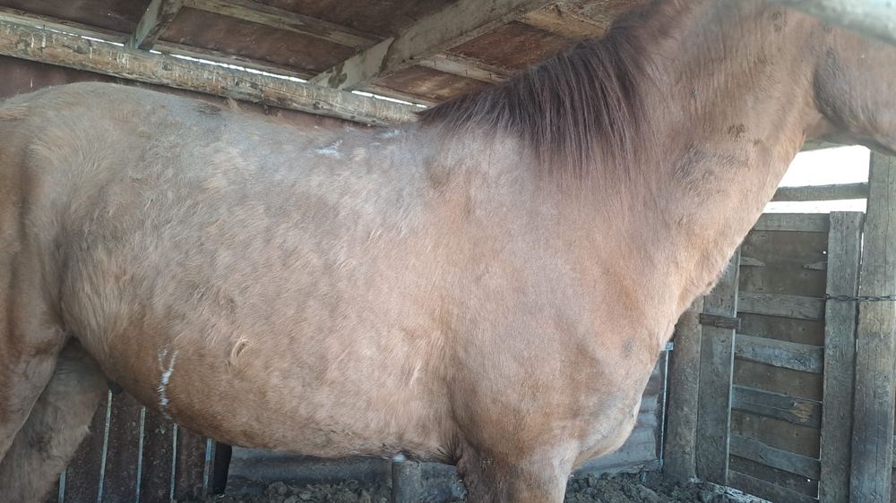 Продается Конь  Айгыр