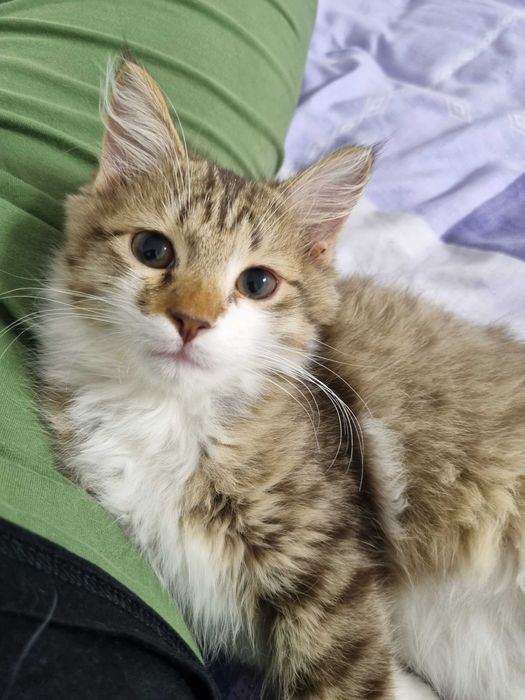 Котёнок Норвежской лесной кошки, мальчик, 3 месяца