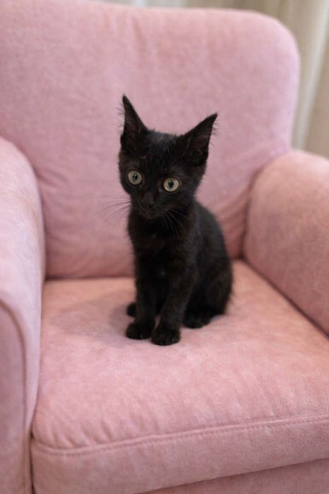 Отдам котёнка. 3 месяца. Девочка