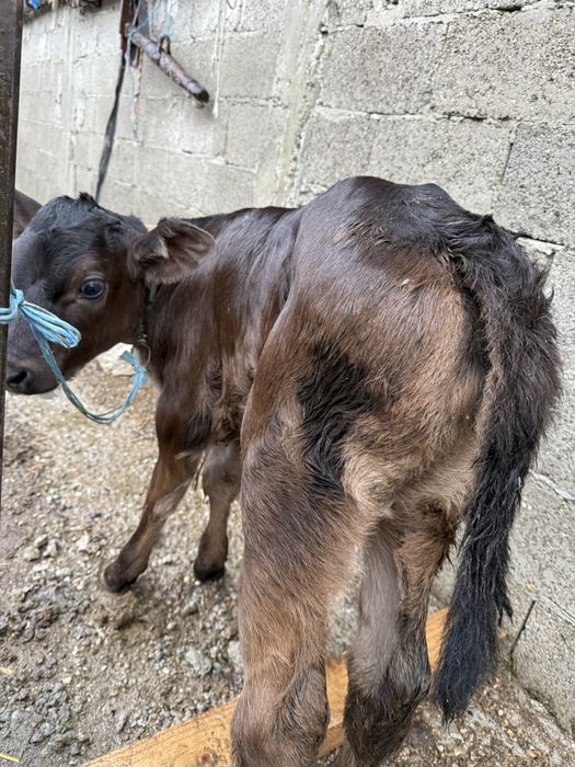 Vacă la prima fătare o vitica angus